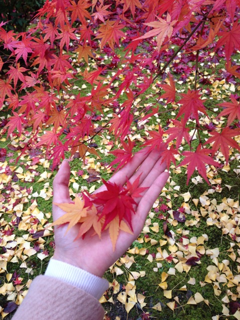 紅葉4